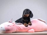 Dachshund Sosis Köpek Yeni Yuvasını Bekliyor