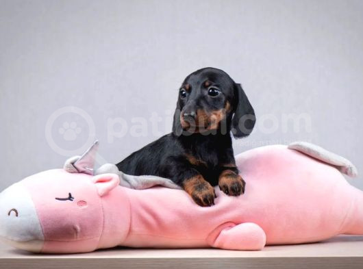 Dachshund Sosis Köpek Yeni Yuvasını Bekliyor görsel