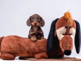 Dachshund Sosis Köpek Yeni Yuvasını Bekliyor