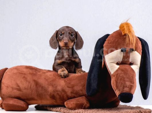 Dachshund Sosis Köpek Yeni Yuvasını Bekliyor