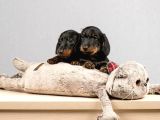 Dachshund Sosis Köpek Yavrular