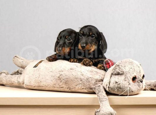 Dachshund Sosis Köpek Yavrular görsel