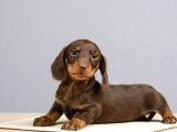 Dachshund Sosis Köpek Yeni Yuvasını Bekliyor