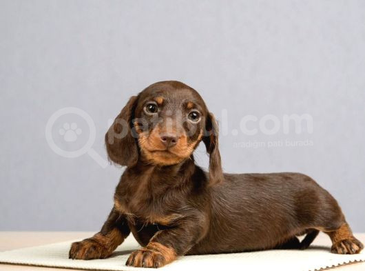 Dachshund Sosis Köpek Yeni Yuvasını Bekliyor görsel