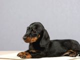 Dachshund Sosis Köpek Yeni Yuvasını Bekliyor