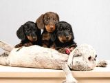 Dachshund Sosis Köpek Yavrular