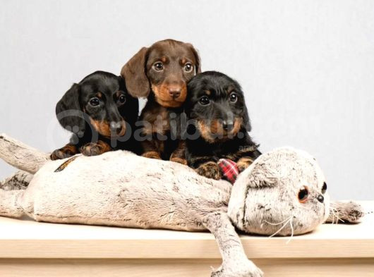 Dachshund Sosis Köpek Yavrular görsel