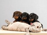 Dachshund Sosis Köpek Yavrular
