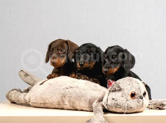 Dachshund Sosis Köpek Yavrular