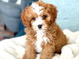 Küçük boyut sevenlere maltipoo yavrular