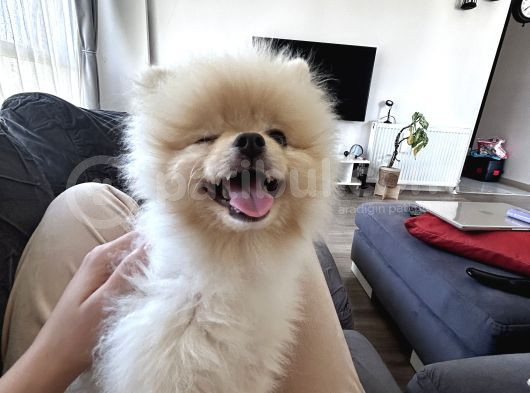 Pomeranian Boo görsel