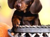 Kaliteyi sevenlere Dakhund sosis köpek