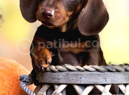 Kaliteyi Sevenlere Dakhund Sosis Köpek