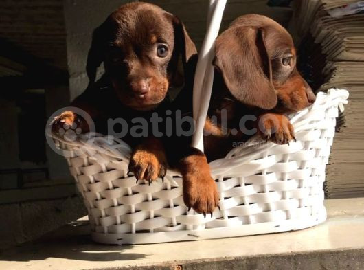Kaliteyi Sevenlere Dakhund Sosis Köpek görsel
