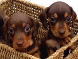 Kaliteyi Sevenlere Dakhund Sosis Köpek