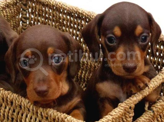 Kaliteyi Sevenlere Dakhund Sosis Köpek görsel