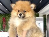 Pomerian