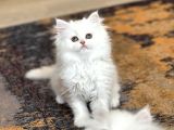 A KALİTE BRİTİSH LONGHAİR YAVRUM