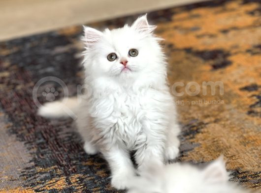 A Kali̇te Bri̇ti̇sh Longhai̇r Yavrum