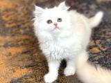 A Kali̇te Bri̇ti̇sh Longhai̇r Yavrum