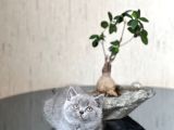 Hari̇ka Surat Yapisinda Bri̇ti̇sh Shorthai̇r Yavrum