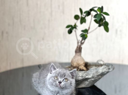 Hari̇ka Surat Yapisinda Bri̇ti̇sh Shorthai̇r Yavrum görsel