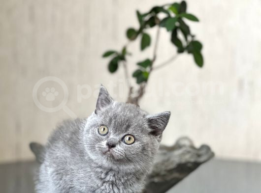 Hari̇ka Surat Yapisinda Bri̇ti̇sh Shorthai̇r Yavrum görsel