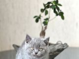 Hari̇ka Surat Yapisinda Bri̇ti̇sh Shorthai̇r Yavrum