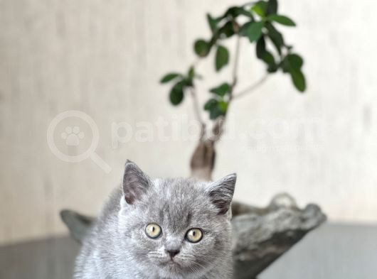 Hari̇ka Surat Yapisinda Bri̇ti̇sh Shorthai̇r Yavrum görsel