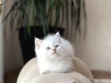 MAVİ GÖZ RENGİNDE BRİTİSH SHORTHAİR YAVRULARIM