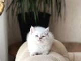 Mavi̇ Göz Rengi̇nde Bri̇ti̇sh Shorthai̇r Yavrularim
