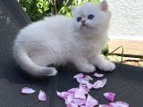 Efsane Güzelli Bebekler