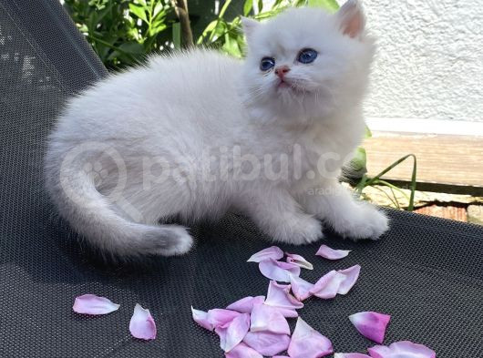 Efsane Güzelli Bebekler görsel