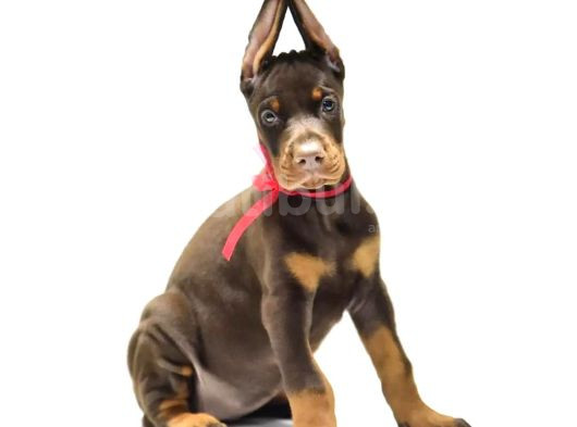 Birici Sınıf Doberman Yavrulari görsel
