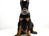 Birici Sınıf Doberman Yavrulari