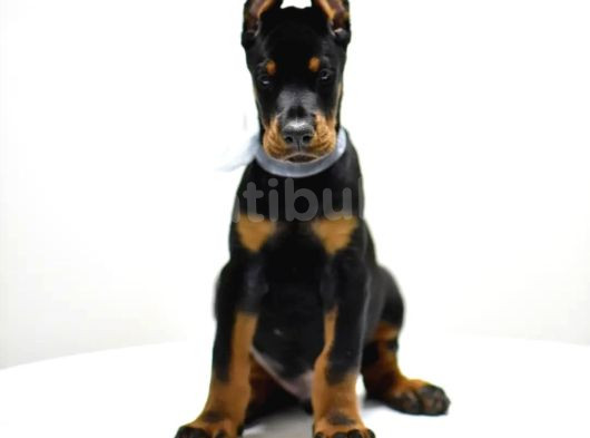 Birici Sınıf Doberman Yavrulari görsel