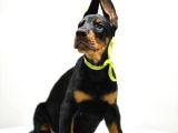 Birici Sınıf Doberman Yavrulari