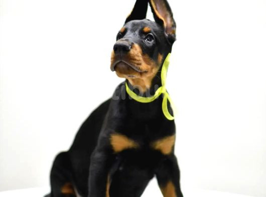Birici Sınıf Doberman Yavrulari görsel