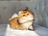 PORTAKAL ŞEKERİ BRİTİSH LONGHAİR GOLDEN DİŞİ YAVRUM