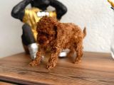Toy Poodle