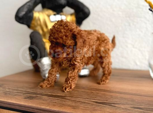 Toy Poodle