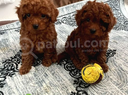TOY POODLE IRK VE SAĞLIK GARANTİLİ