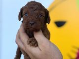 Toy Poodle Yavrular