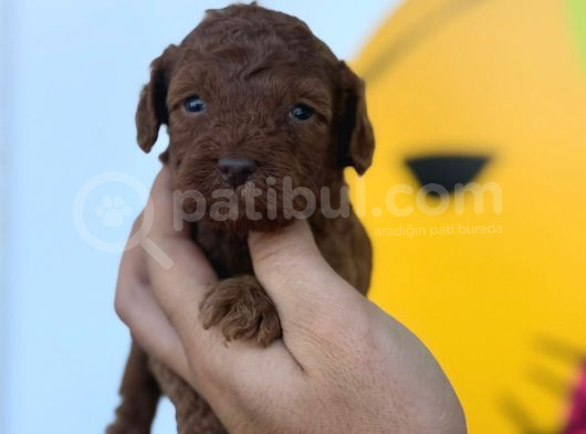 Toy Poodle Yavrular görsel