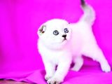 Türünün En Güzeli Blue Point Scottish Fold Shorthair