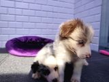 A Kalite Irk Garantili Border Collie Yavruları
