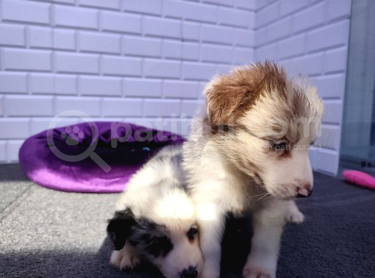 A Kalite Irk Garantili Border Collie Yavruları görsel