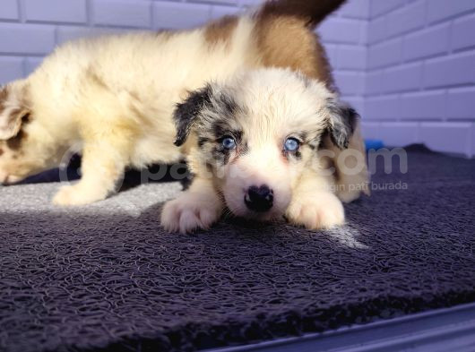 A Kalite Irk Garantili Border Collie Yavruları görsel