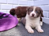 A Kalite Irk Garantili Border Collie Yavruları
