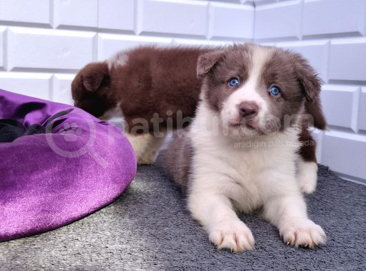 A Kalite Irk Garantili Border Collie Yavruları görsel